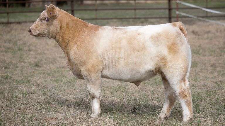 TAG 308 STEER
