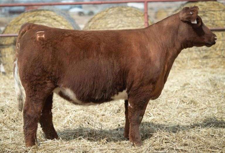 HALE 210 BRED HEIFER