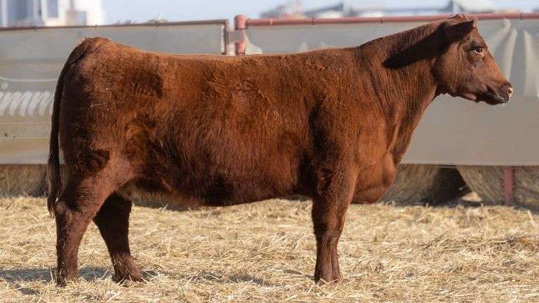 HALE 926 COW