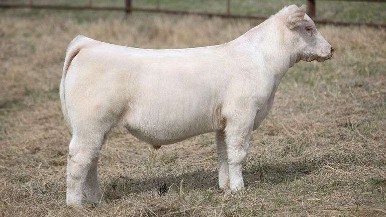 TAG 412 STEER