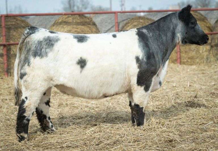 BROCK 1256 COW