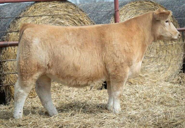 HALE 214 BRED HEIFER