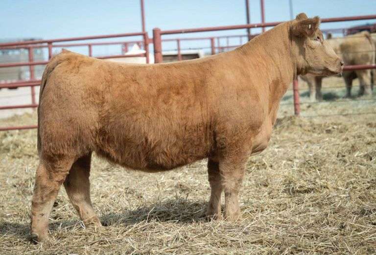 MIMMS210 BRED HEIFER