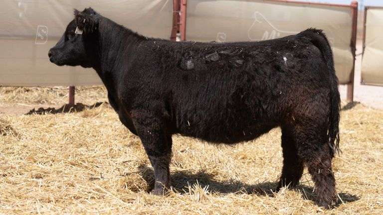 BROCK 227 BRED HEIFER