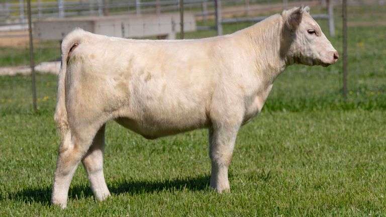 TAG 655 HEIFER