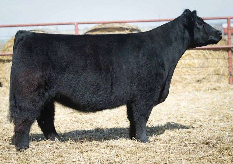 SHARP 9538 COW