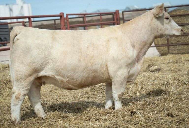 HALE 913 COW
