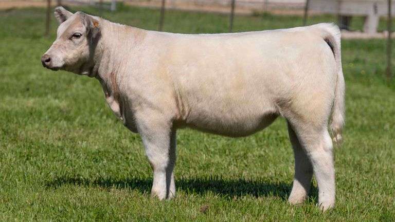 TAG 443 HEIFER