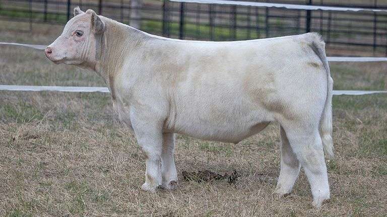 TAG 335 STEER