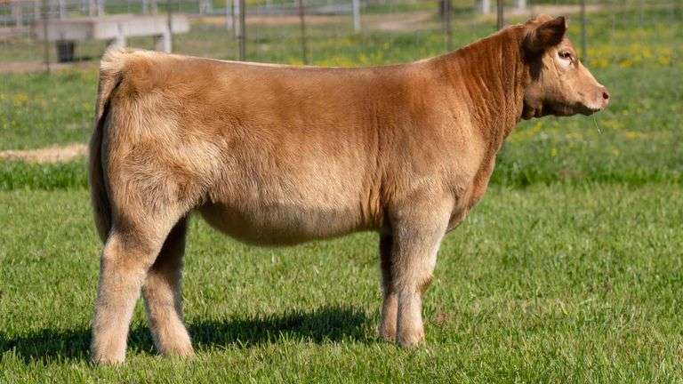 TAG 91 HEIFER