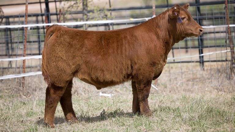 TAG 94 STEER