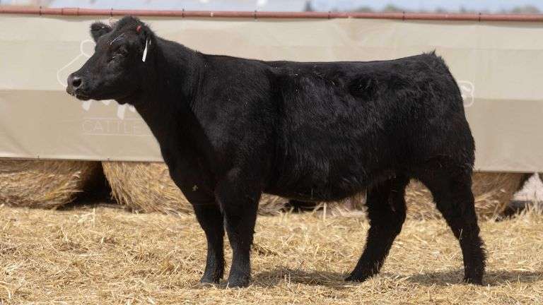 SHIRLEY 2171 BRED HEIFER