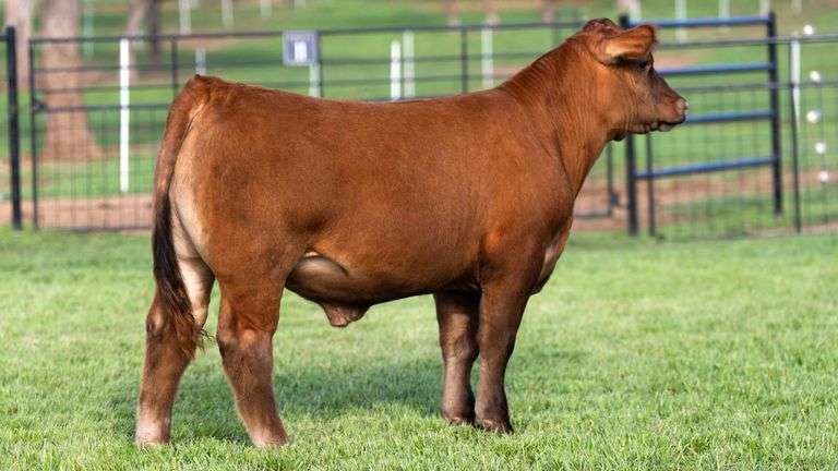 TAG 110 STEER