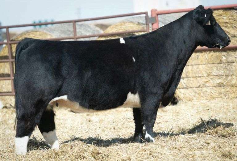 MIMMS 649 COW