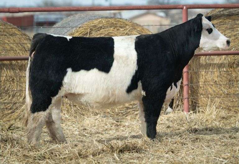 THORNE 19 COW
