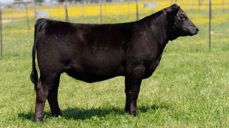 TAG 155 HEIFER