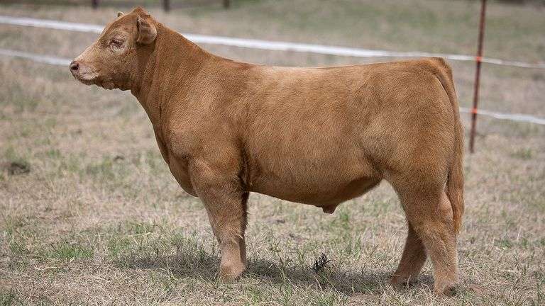TAG 415  STEER
