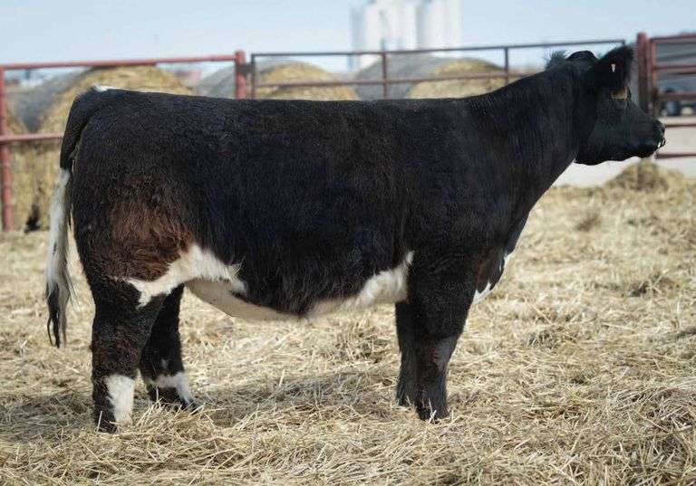 THORNE 102 COW