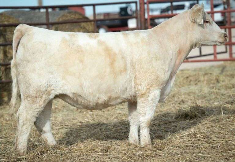 MIMMS 238 BRED HEIFER