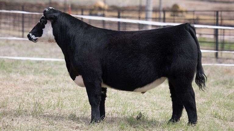 TAG 447  STEER