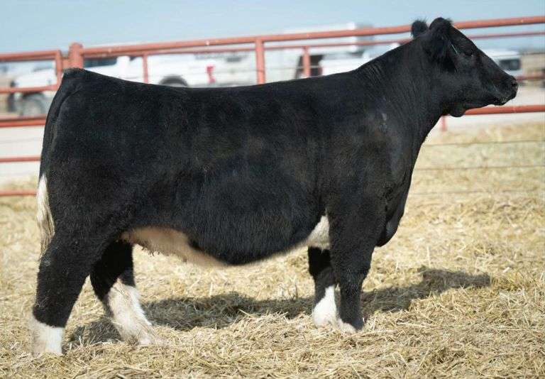 SHARP 2738 BRED HEIFER