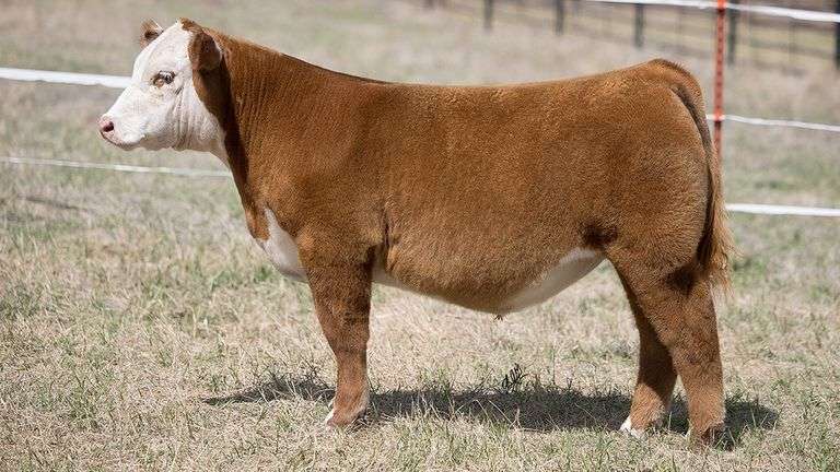 TAG 342 STEER