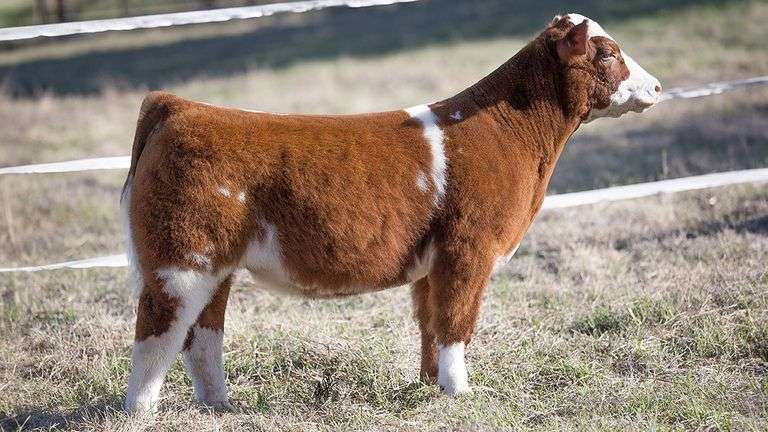 TAG 91 STEER