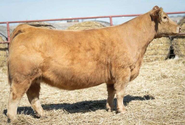 MIMMS 375 COW
