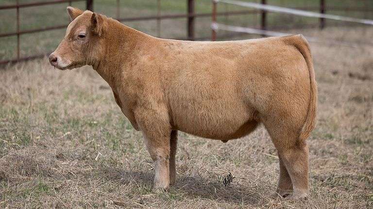 TAG 402 STEER