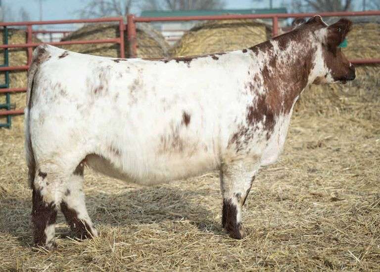 SHIRLEY 2134 BRED HEIFER