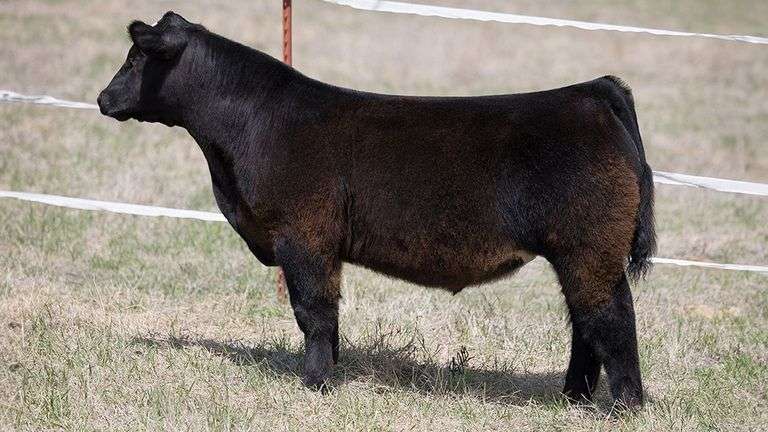 TAG 399 STEER