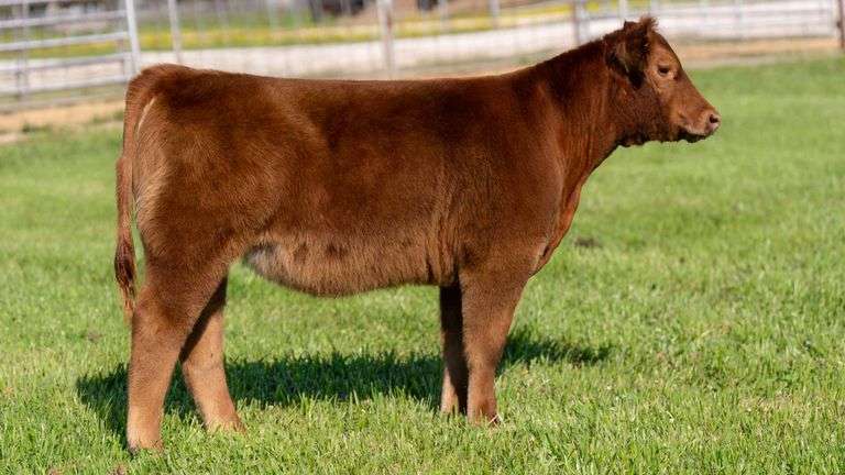 TAG 924 HEIFER