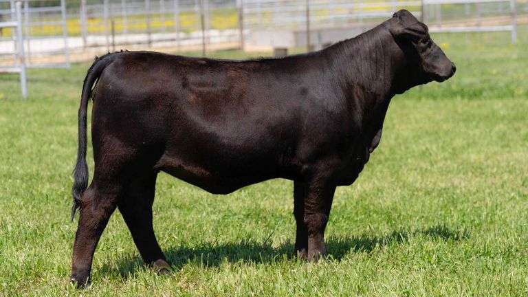 TAG 215L HEIFER