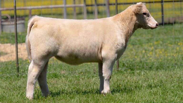 TAG 3373 HEIFER