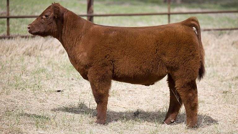 TAG 414 STEER