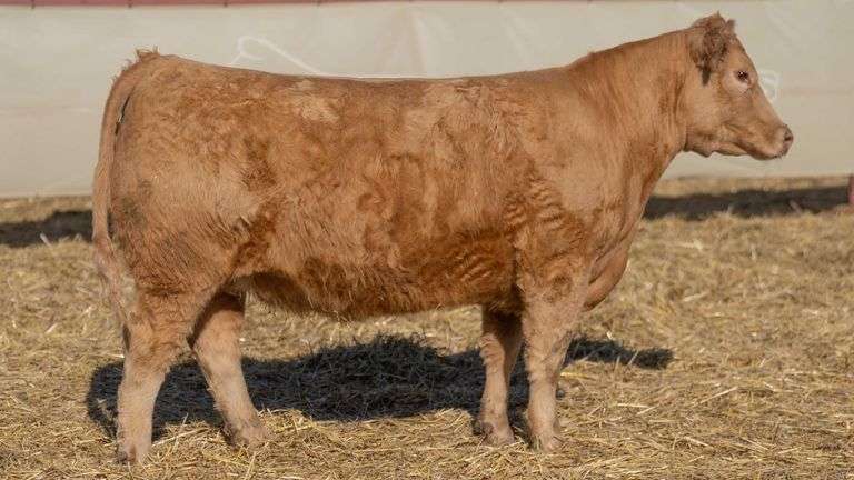 MIMMS 106 COW