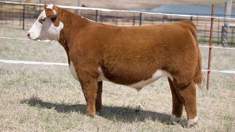 TAG 341 STEER