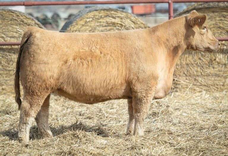 MIMMS 104 COW