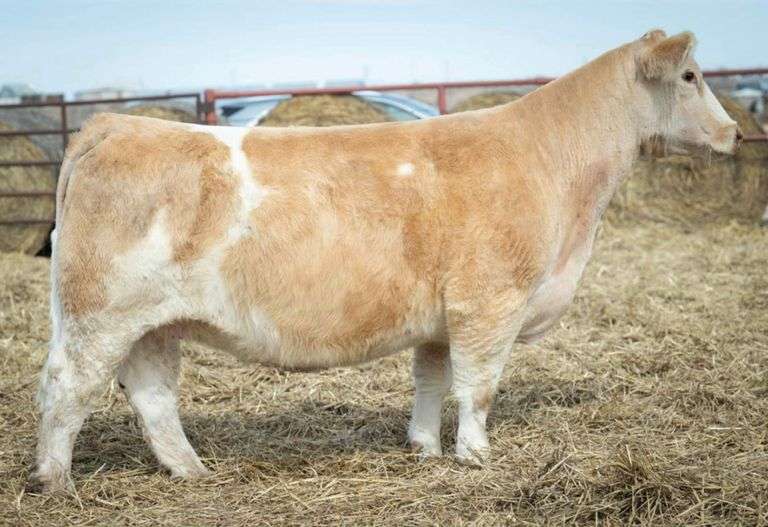 HALE 843 COW