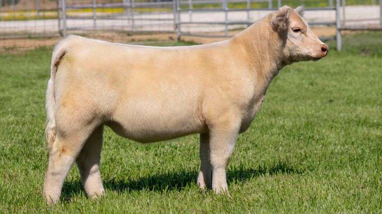 TAG 597 HEIFER