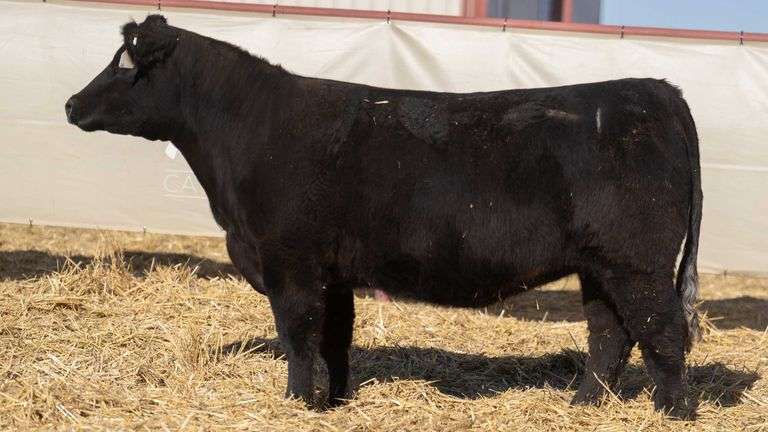 SHIRLEY 2162 BRED HEIFER
