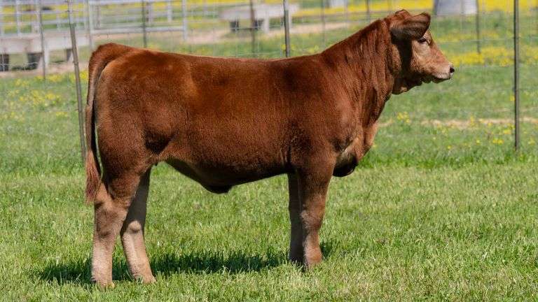 TAG 9182 HEIFER