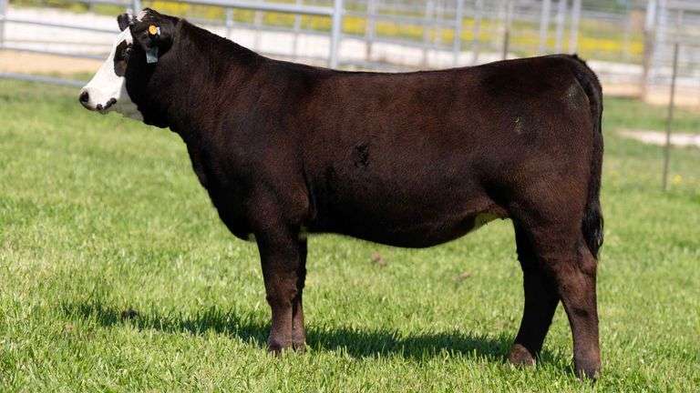 TAG 84 HEIFER