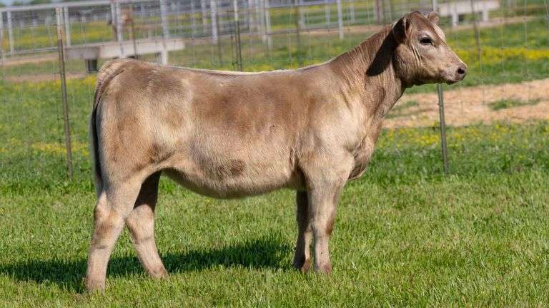 TAG 133 HEIFER