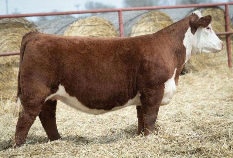 HALE 212 BRED HEIFER