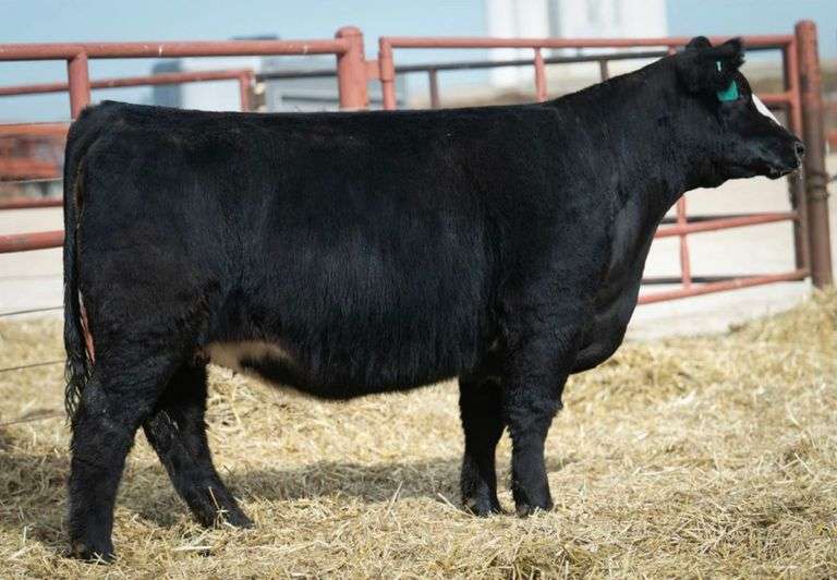 SHARP 270 BRED HEIFER