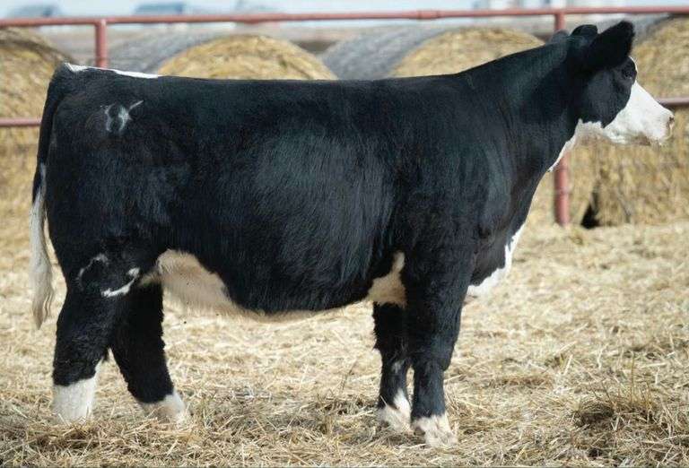 BROCK 226 BRED HEIFER