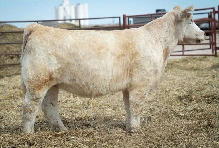 BIRD 203-1 BRED HEIFER