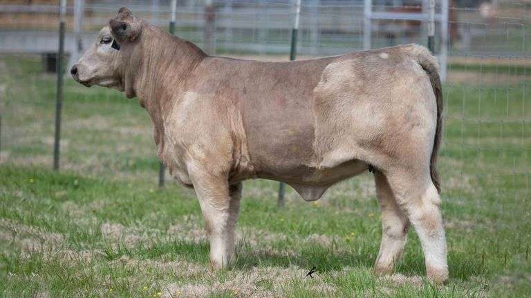 DYNO X HL 7117 CONVENTIONAL EMBRYOS