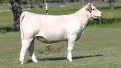 TAG 3725 HEIFER